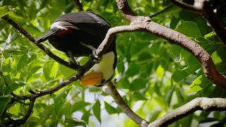 Toco Toucan Chicks [upl. by Oiluarb987]