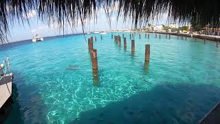 Bonaire Is Incredible The Dutch Caribbean Islands [upl. by Ardelle601]