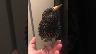 Starlings Stunning Skills with Sound  ViralHog [upl. by Eiramanit]