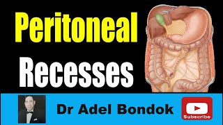 Peritoneal Recesses Dr Adel Bondok Making Anatomy Easy [upl. by Ymeraj]