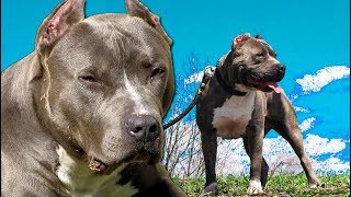 Blue Nose Pitbull ¿Es una raza de perro real o simplemente un mito Averígualo aquí [upl. by Ycnaffit471]