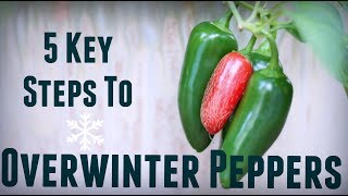 How to Overwinter Pepper Plants  5 Steps for Prolific amp Early Yields  Overwintering Pepper Plants [upl. by Petrina]