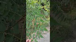 How to differentiate neem plant from Daraik and Bukayen نیم کو کیسے پہچان سکتے ہیں [upl. by Naillik]