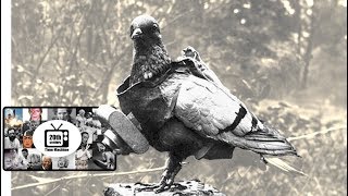 The Training of Homing Pigeons During WWI silent film [upl. by Sutherland150]