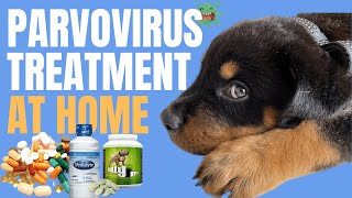 Canine Parvovirus in Dogs  Parvo Treatment at Home [upl. by Craig]