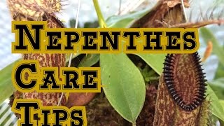 Nepenthes Basics How to Grow Nepenthes Carnivorous Pitcher Plants [upl. by Enovahs379]