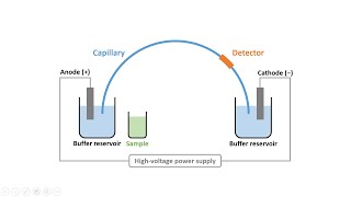 Capillary Electrophoresis Part 2 Instrumentation amp Electroosmotic Flow [upl. by Cornia]