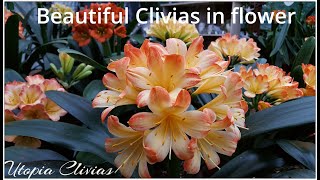 Clivias in flower at Utopia [upl. by Eednar875]