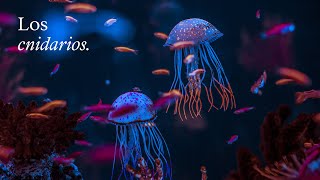 Los CNIDARIOS ¿Qué son ¿Cuáles son sus características  EduCaixa [upl. by Porett]