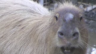 Extraordinary Cry of A Male Capybara [upl. by Scarlet]