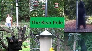 Bear proof bird feeding system [upl. by Aicenaj946]