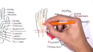 Lower Limb Arteries  Part 1  Femoral Popliteal Tibial Artery  TCML [upl. by Eelyahs]