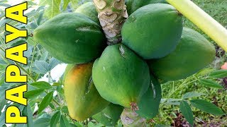 6 Tips How to Grow Papaya Perfectly in the Ground amp Containers [upl. by Ahon]