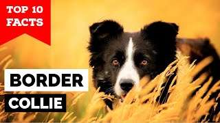 Border Collie  Top 10 Facts [upl. by Treacy]