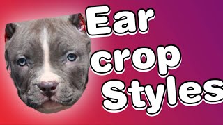 Ear cropping styles for Pitbulls [upl. by Brandt]