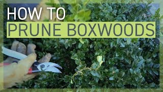 How to Prune Your Boxwoods [upl. by Polky]