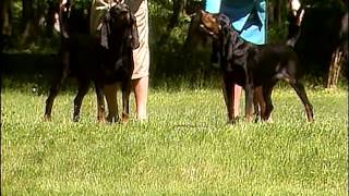 Black and Tan Coonhound  AKC Dog Breed Series [upl. by Atinihc]