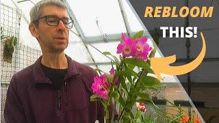 HOW TO CARE FOR DENDROBIUM NOBILE ORCHIDS [upl. by Amuwkuhc]