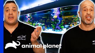 Brett And Wayde Build The Biggest Shark Tank Of Their Careers  Tanked [upl. by Noislla687]