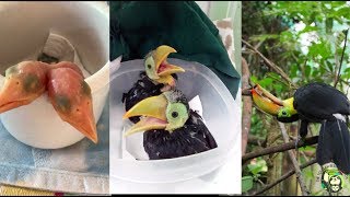 Baby Toucans day 1 to 100 days old [upl. by Hulbert]