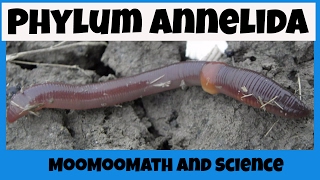 Phylum Annelida Characteristics [upl. by Resarf88]