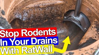 STOP RATS GETTING IN YOUR DRAINS AND HOUSE  Ratwall [upl. by Naitsirc]