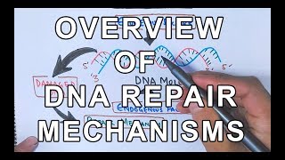 Overview of DNA Repair Mechanisms [upl. by Olvan]