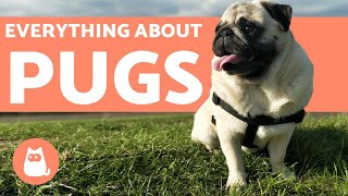 Everything You Need to Know About Pugs  Characteristics and Care [upl. by Vernor389]