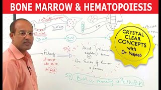 Bone Marrow and Hematopoiesis  Blood Cells Formation [upl. by Nylatsyrc316]