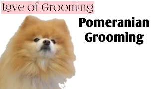 Grooming a Pomeranian [upl. by Akirderf520]