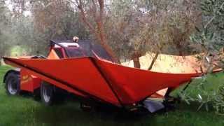 Olive Harvesting with a Tree Shaker  Jared Gulian [upl. by Bethena659]