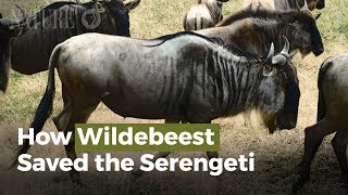 Wildebeests Are Saving The Serengeti [upl. by Brynne835]