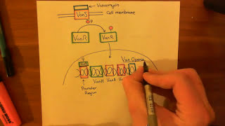 Vancomycin Resistant Enterococcus Part 2 [upl. by Nus982]