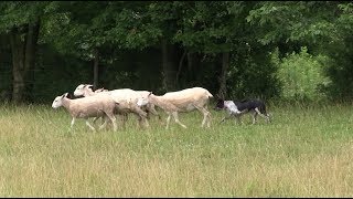 Border Collies Training Commands Life Application [upl. by Olsen]