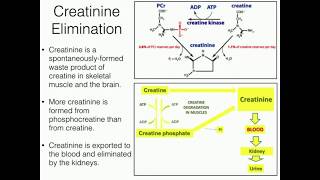 Creatine Function 22 Degradation to Creatinine [upl. by Suillenroc]