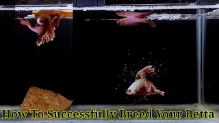 Betta Fish Breeding Step By Step  How To Breed Betta Fish [upl. by Shawnee663]