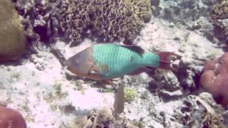 Rainbow ParrotFish Munching on Coral [upl. by Yelsew481]