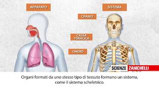 Lorganizzazione del corpo umano [upl. by Kelsy]