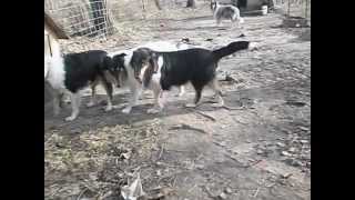 003AVI roper collies mating [upl. by Lewis]