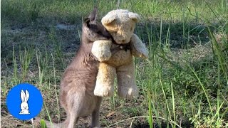 Baby Kangaroos amp Joeys  CUTEST Compilation [upl. by Nobie]