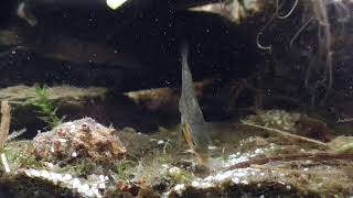 Threespined stickleback builds nest Dreistachliger Stichling baut Nest Part 13 [upl. by Kresic240]