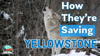 How Wolves Brought Yellowstone Back to Life [upl. by Cattima]