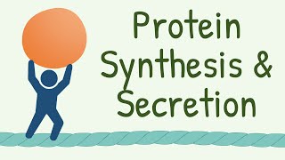 9 INTERESTING FACTS about Protein Synthesis and Secretion that Nobody Tells You [upl. by Latia]