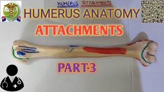 Humerus Attachments Humerus Anatomy Easy explanation [upl. by Tipton]