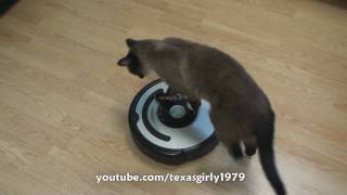 Cat shows HOW TO use iRobot Roomba Vacuum [upl. by Narhet]