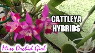 Cattleya orchids and their numerous hybrids [upl. by Stone90]