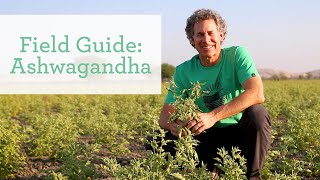 Ashwagandha  Ayurvedic Herb for Energy and Vitality [upl. by Burkle]