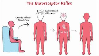 Baroreceptor Reflex [upl. by Asus]