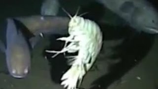 Facts The Supergiant Amphipod Alicella gigantea [upl. by Taran]