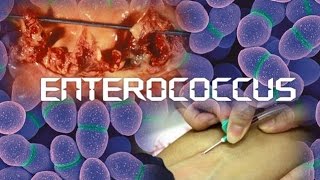 Enterococcus [upl. by Nylavad]